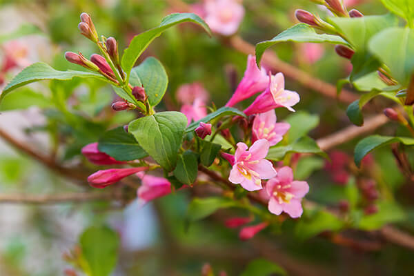 weigela pink poppet shrub summerwinds california
